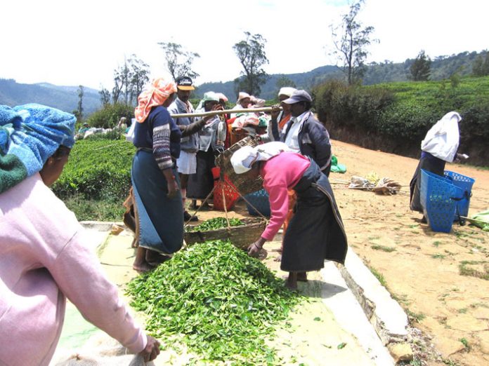 Tea plantation workers weighing the tea that they have picked. They earn the equivalent of 66p a day and if they don’t pick 44lbs of tea a day, their wages are halved