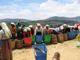 The ICFTU survey highlights the brutal exploitation of tea pickers in Sri Lanka