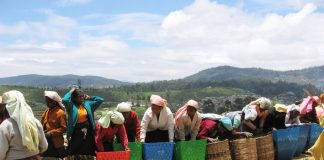 The ICFTU survey highlights the brutal exploitation of tea pickers in Sri Lanka