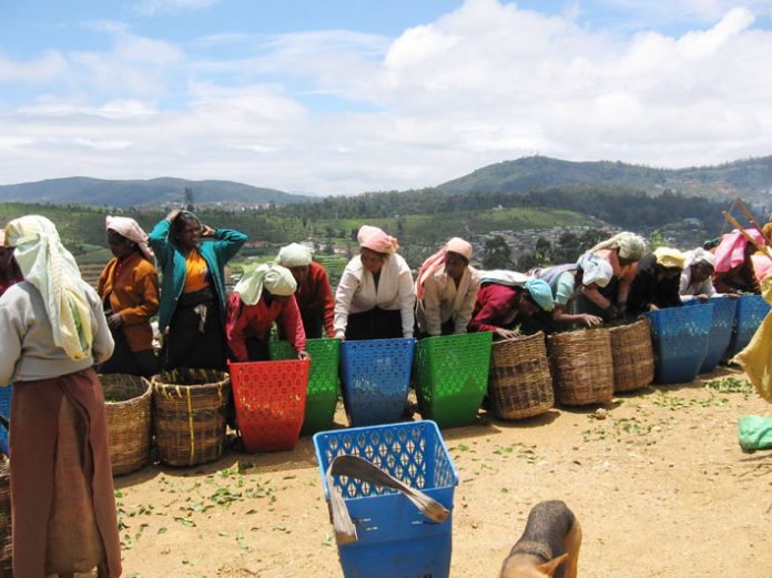 The ICFTU survey highlights the brutal exploitation of tea pickers in Sri Lanka