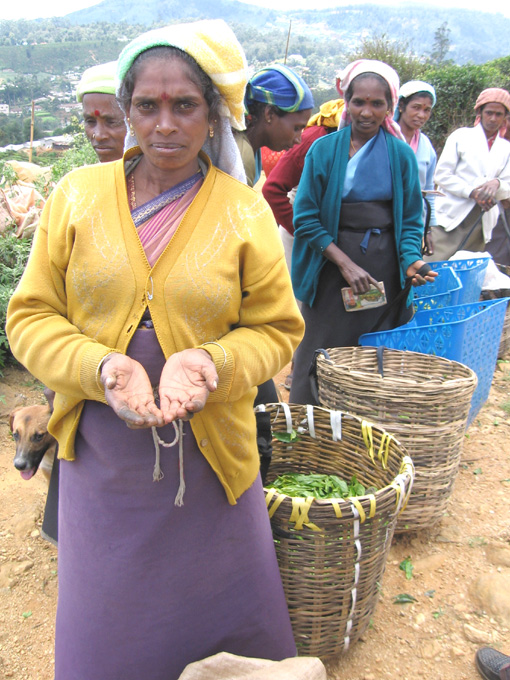 Low paid Tamil tea plantation workers in the Sri Lankan highlands