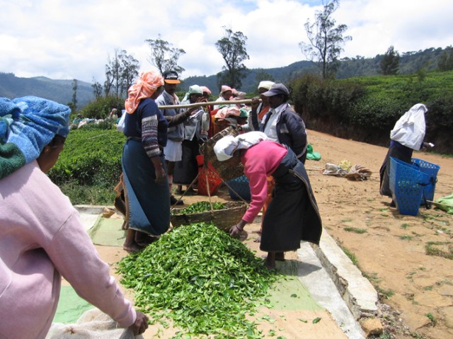 Tea pickers in the central highlands of Sri Lanka