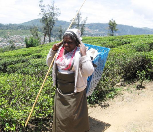 Tamil tea picker in the Sri Lankan highlands