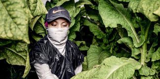 ‘Sofia’ a 17-year-old tobacco worker, in a tobacco field in North Carolina. She started working at 13, and she said ‘None of my bosses or contractors or crew leaders have ever told us anything about pesticides and how we can protect ourselves from them.’