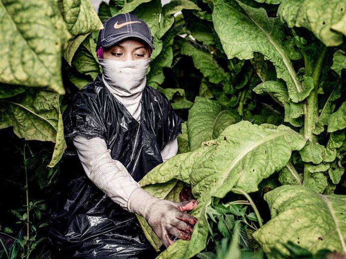 ‘Sofia’ a 17-year-old tobacco worker, in a tobacco field in North Carolina. She started working at 13, and she said ‘None of my bosses or contractors or crew leaders have ever told us anything about pesticides and how we can protect ourselves from them.’